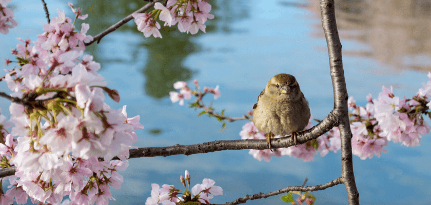 ydiak-iskolaszovetkezet-diakmunka-blog-mi-fan-terem-a-sakura-4