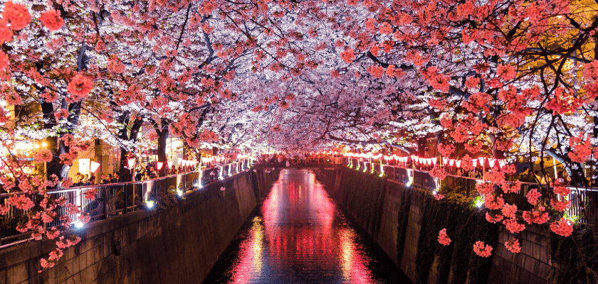 ydiak-iskolaszovetkezet-diakmunka-blog-mi-fan-terem-a-sakura-2