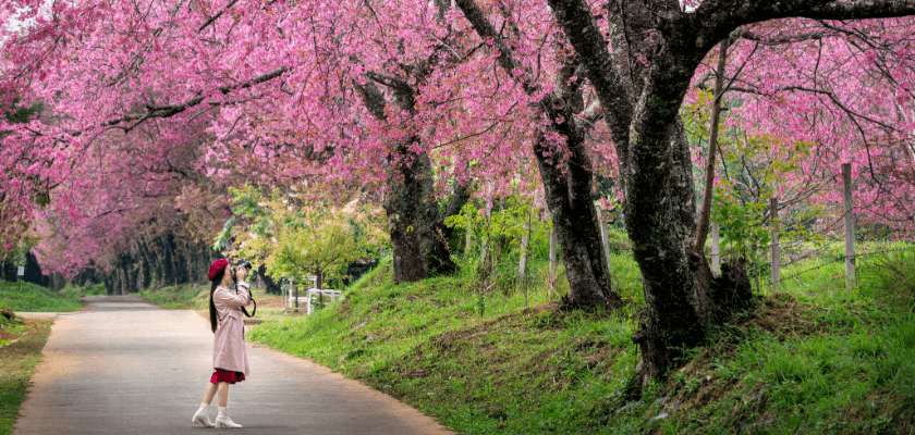 ydiak-iskolaszovetkezet-diakmunka-blog-mi-fan-terem-a-sakura-1